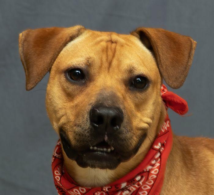 River, a Adoptable mixed breed in Sanford, FL image 1/2