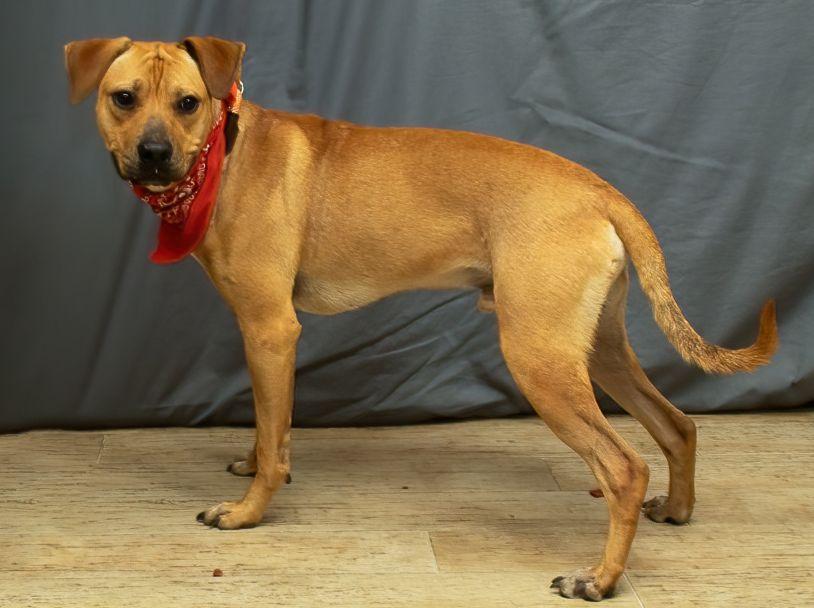 River, a Adoptable mixed breed in Sanford, FL image 2/2