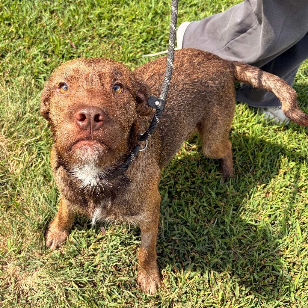 Pumbaa, Adoptable, Adult Male Chocolate Labrador Retriever & Terrier.