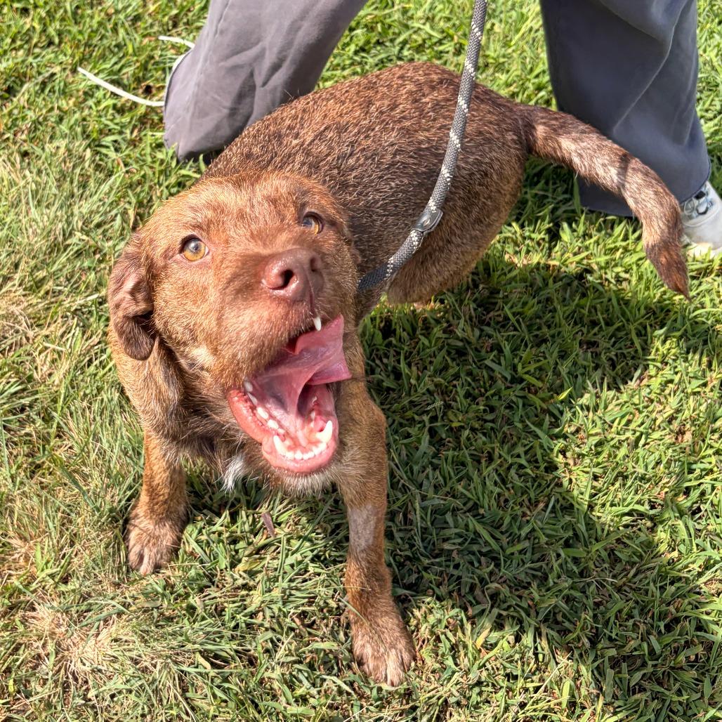 Enlarge Pumbaa, a Adoptable mixed breed in Franklin, NC image 2/6