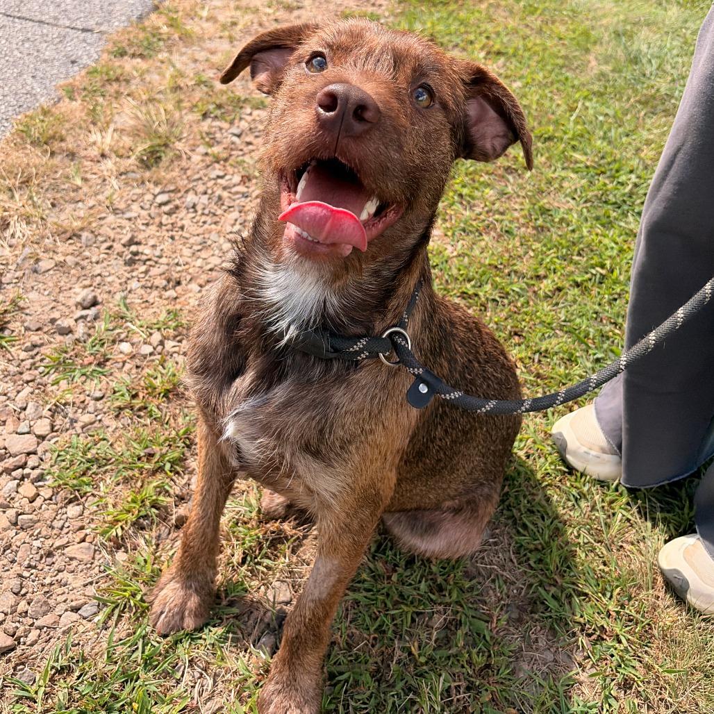 Enlarge Pumbaa, a Adoptable mixed breed in Franklin, NC image 3/6