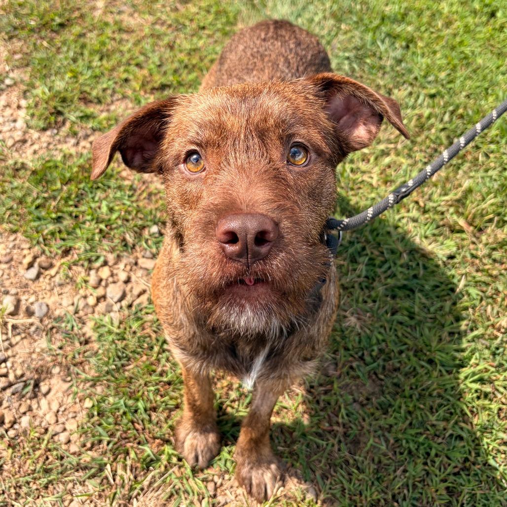 Enlarge Pumbaa, a Adoptable mixed breed in Franklin, NC image 4/6