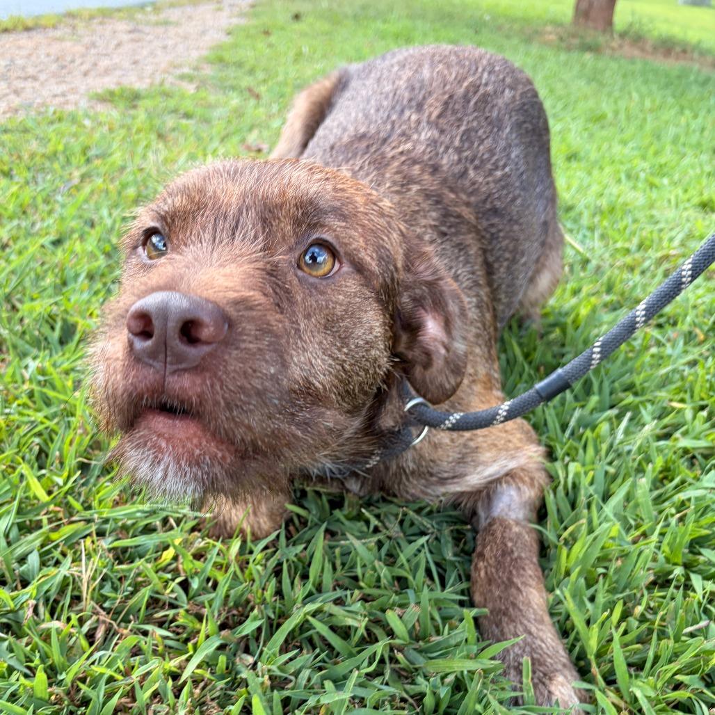 Enlarge Pumbaa, a Adoptable mixed breed in Franklin, NC image 5/6