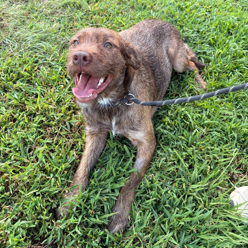Enlarge Pumbaa, a Adoptable mixed breed in Franklin, NC image 6/6