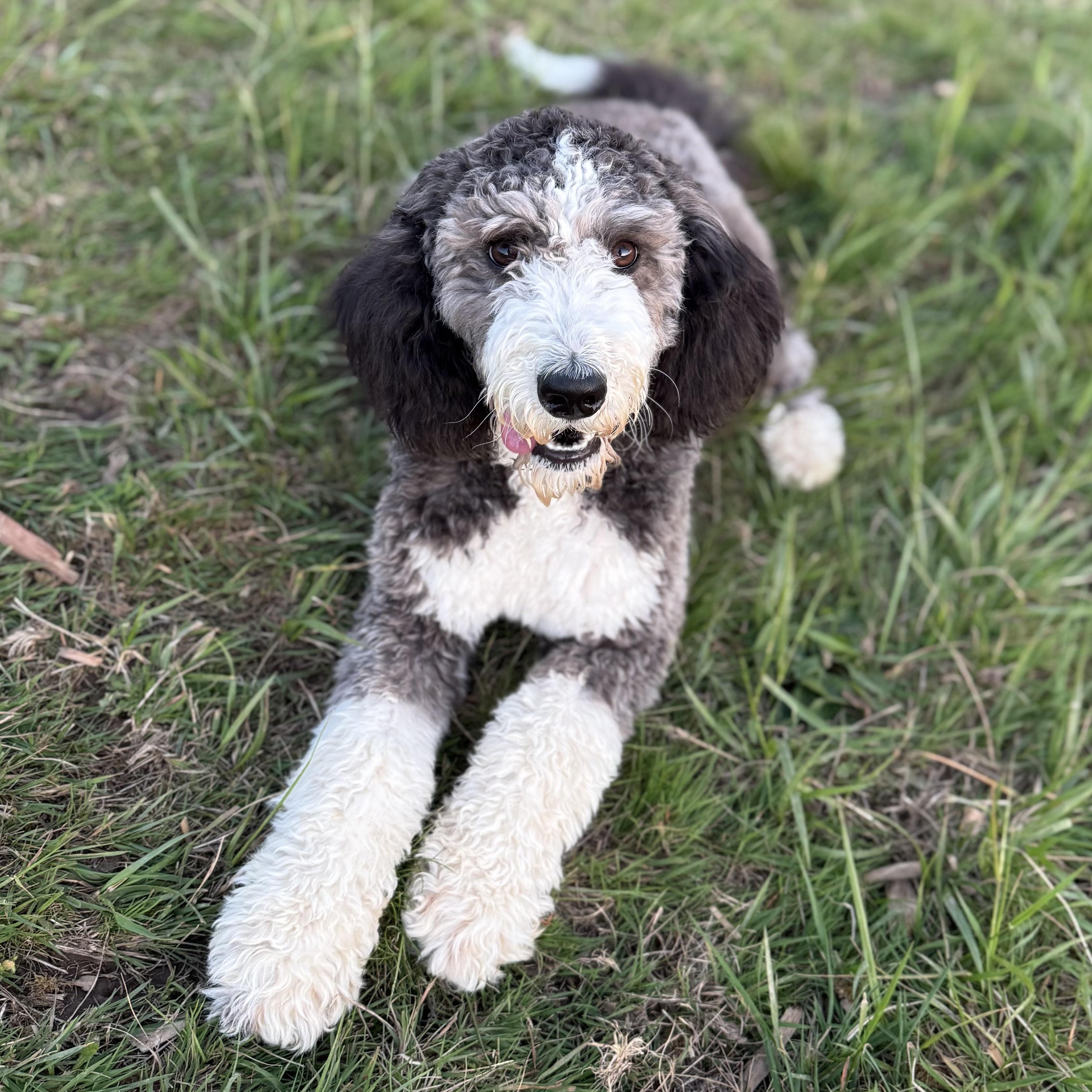Ms. Gorgeous Jazz, an adopted mixed breed in Ridgefield, WA image 1/6