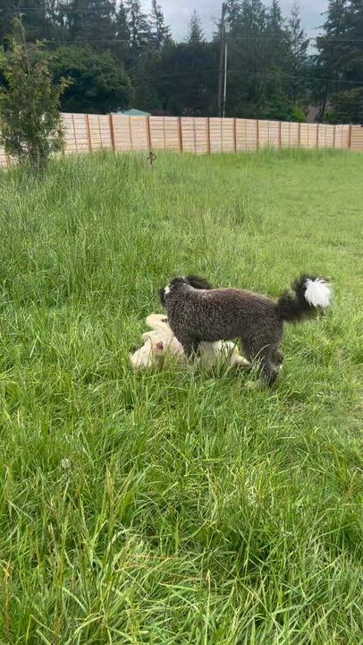 Enlarge Ms. Gorgeous Jazz, an adopted mixed breed in Ridgefield, WA video 4/6