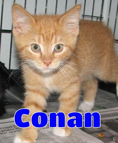 #5397 Conan, Baby Male unknown