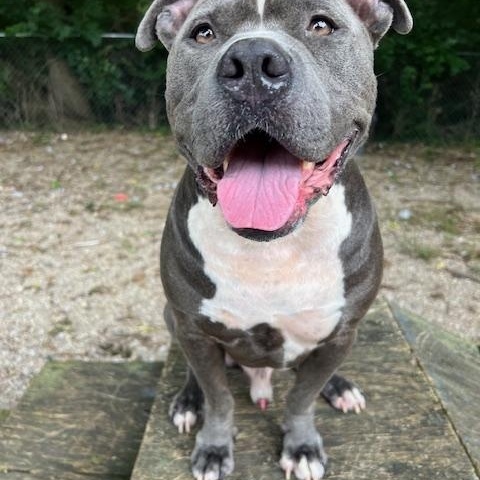 Bluey, Adoptable, Adult Male Pit Bull Terrier & American Bully.