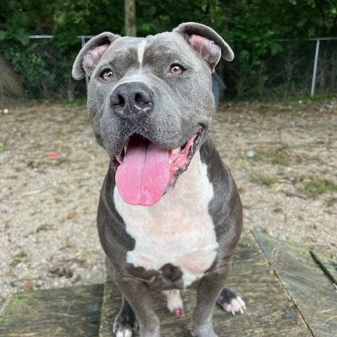 Bluey, a Adoptable mixed breed in Shelbyville, IN image 2/3