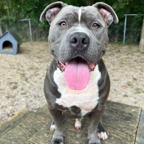 Bluey, a Adoptable mixed breed in Shelbyville, IN image 3/3