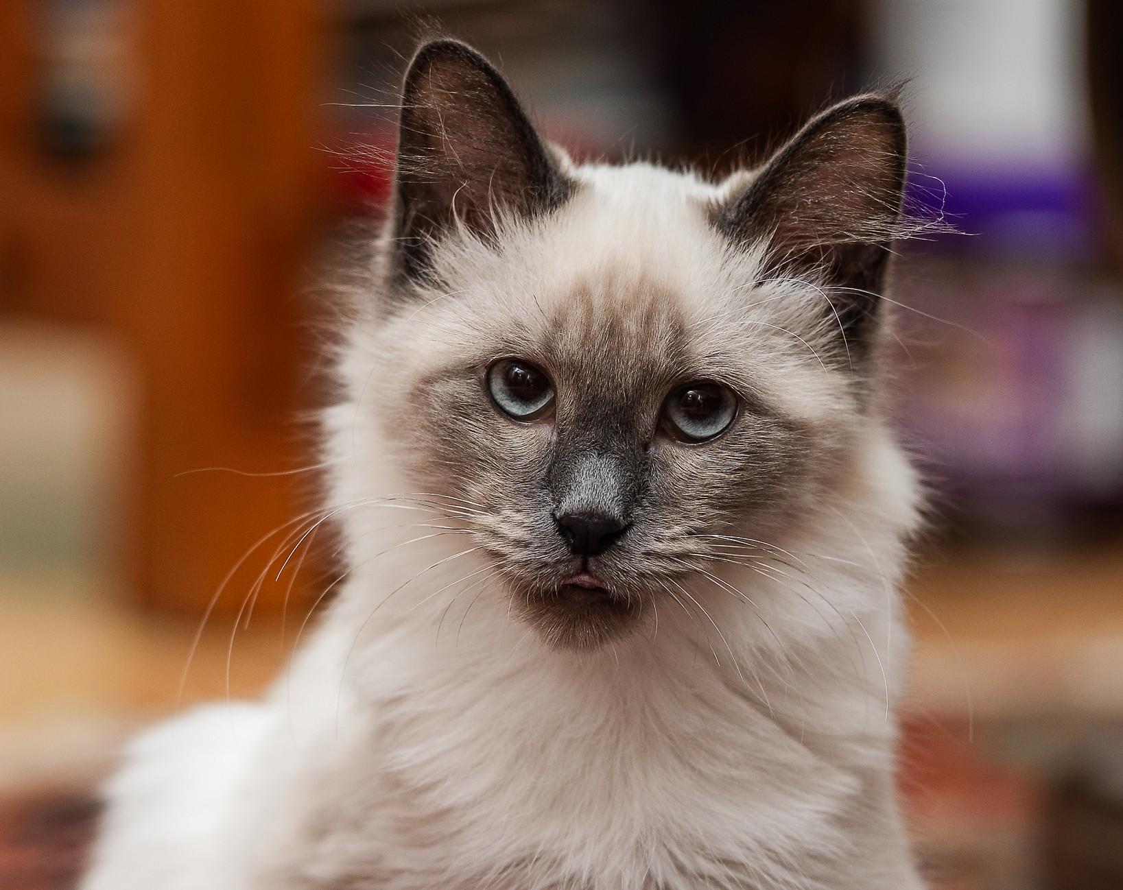 Reggie, Adoptable, Kitten Male Balinese.