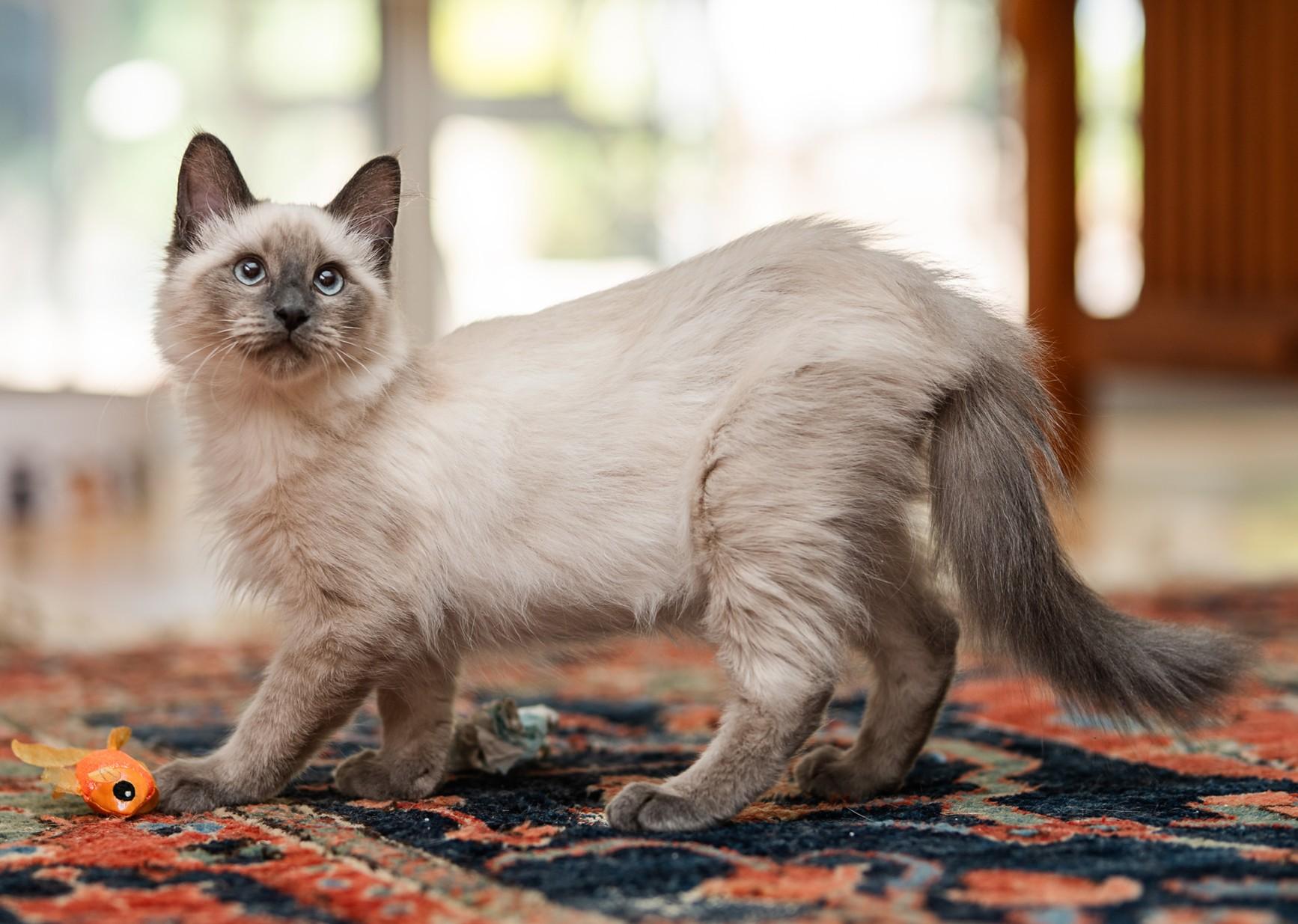 Enlarge Reggie, a Adoptable Balinese in Davis, CA image 3/3