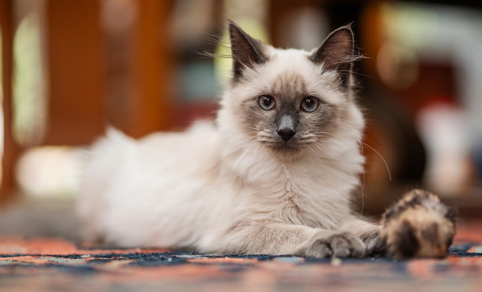 Enlarge Reggie, a Adoptable Balinese in Davis, CA image 2/3