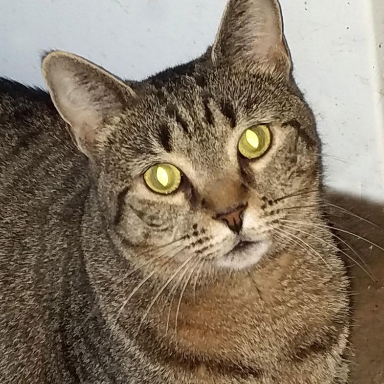 Enlarge Covey, a Adoptable Domestic Short Hair in Philadelphia, PA image 1/3