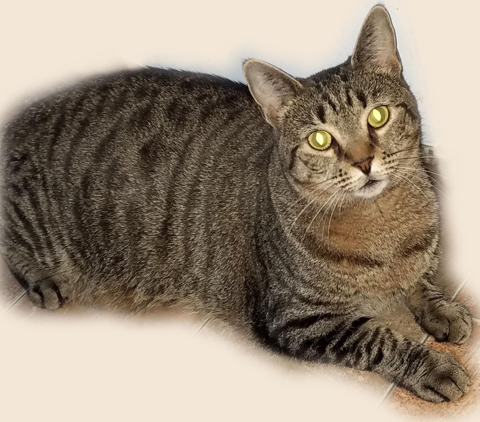 Enlarge Covey, a Adoptable Domestic Short Hair in Philadelphia, PA image 3/3