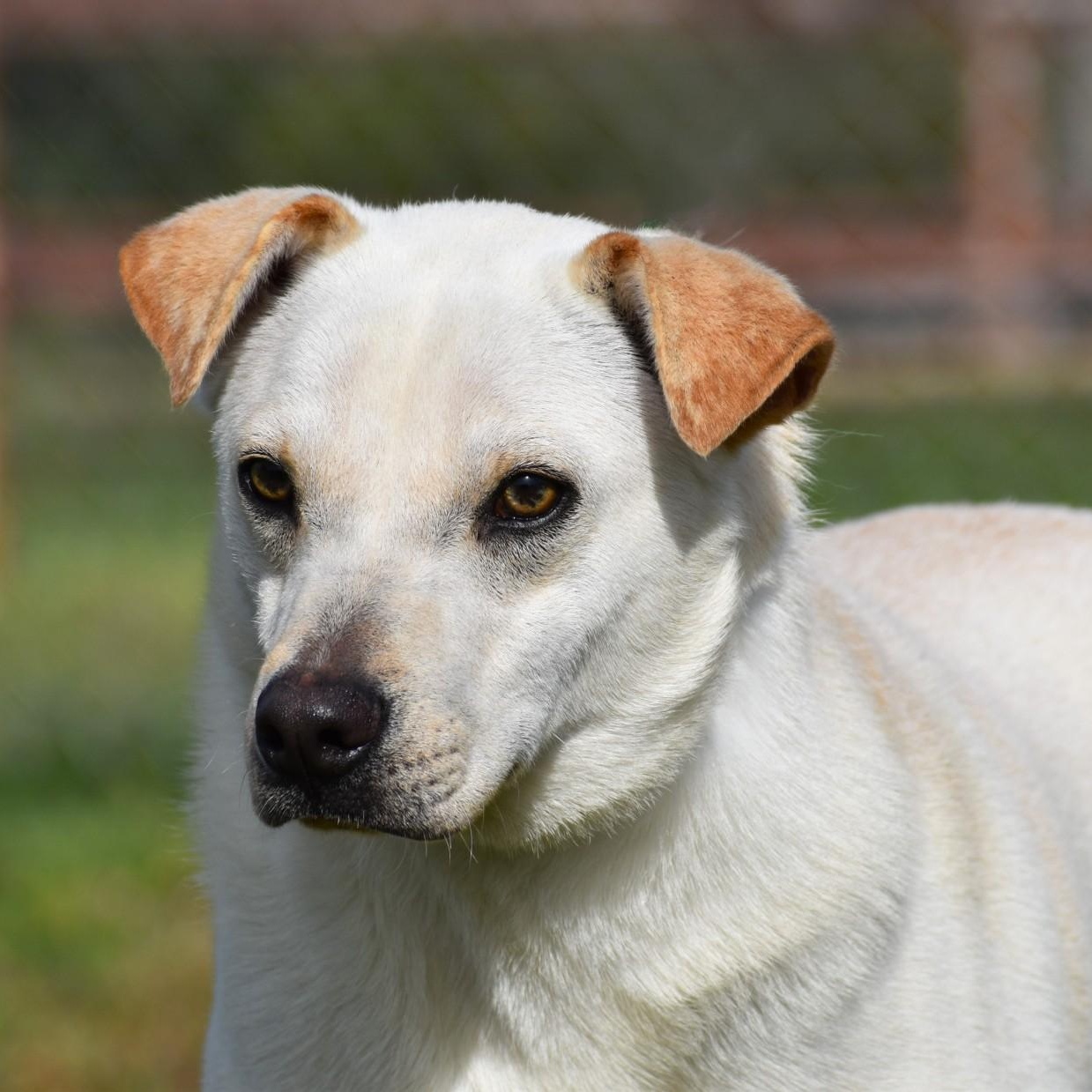 Pierre, Adoptable, Young Male Terrier & Yellow Labrador Retriever.
