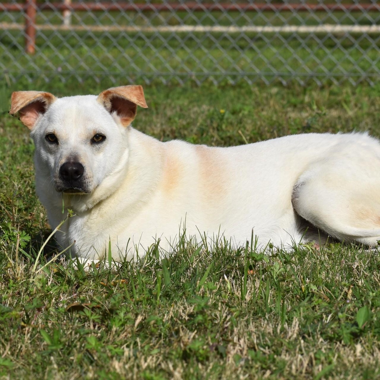Enlarge Pierre, a Adoptable mixed breed in Rochester, NY image 5/6