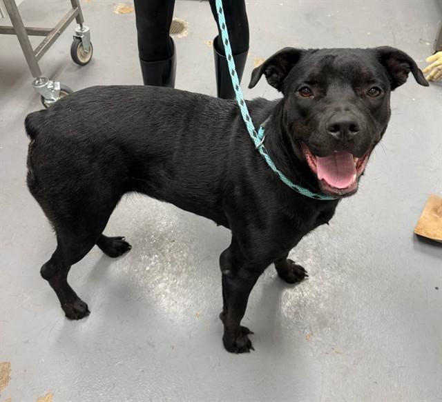 GUMDROP, Adoptable, Adult Female Pit Bull Terrier & Rottweiler.