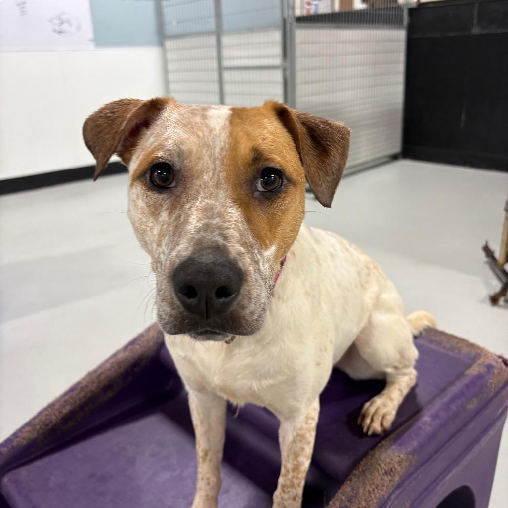 Jazzy, a Adoptable mixed breed in Portland, OR image 1/3