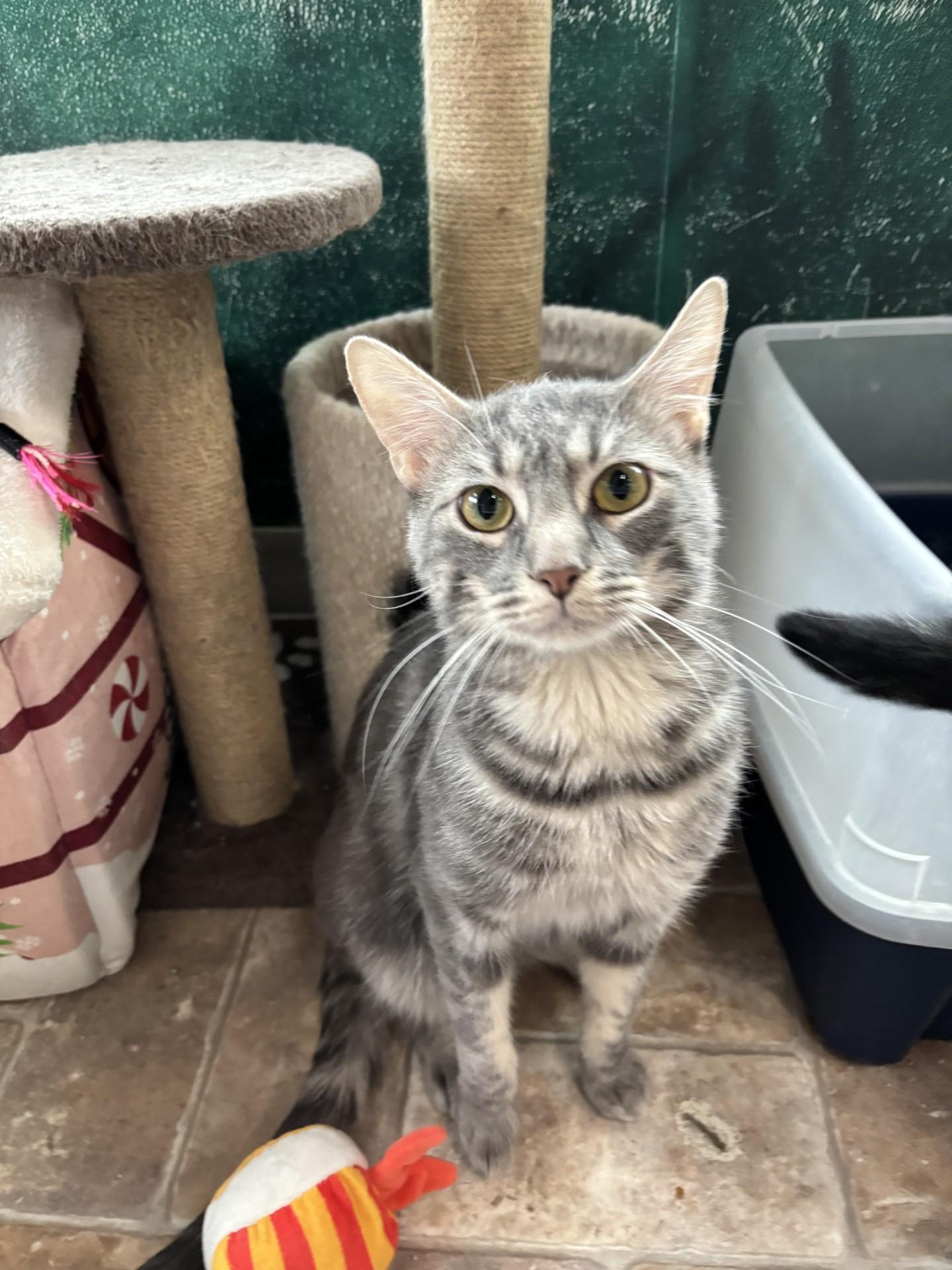 Enlarge Mozzarella, a ADOPTABLE Domestic Short Hair in Altoona, PA image 2/2