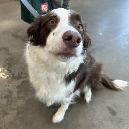 Enlarge Wego, an adopted Border Collie in Janesville, WI image 2/3