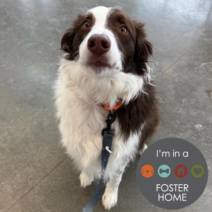 Enlarge Wego, an adopted Border Collie in Janesville, WI image 1/3