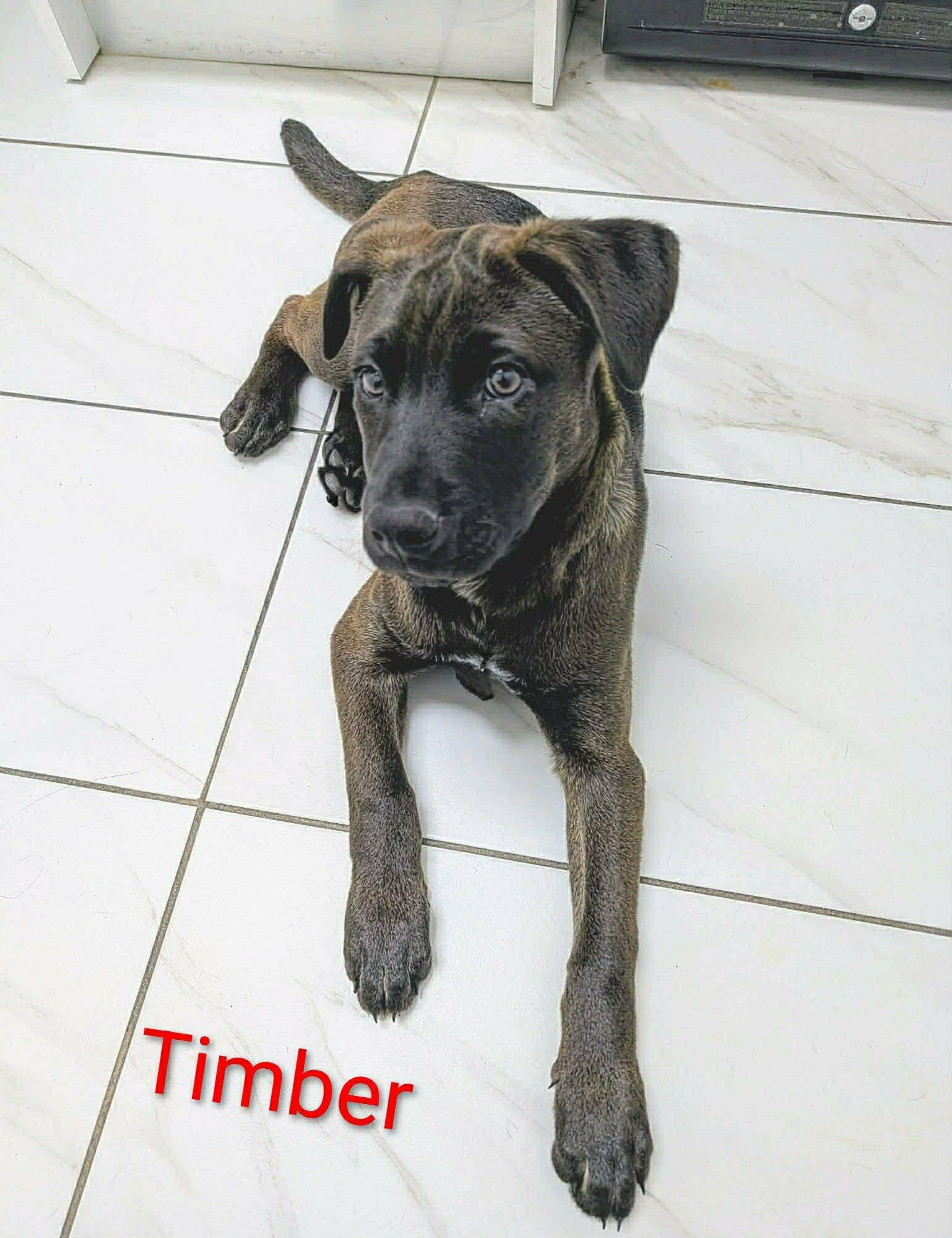 Timber (20260203-07)