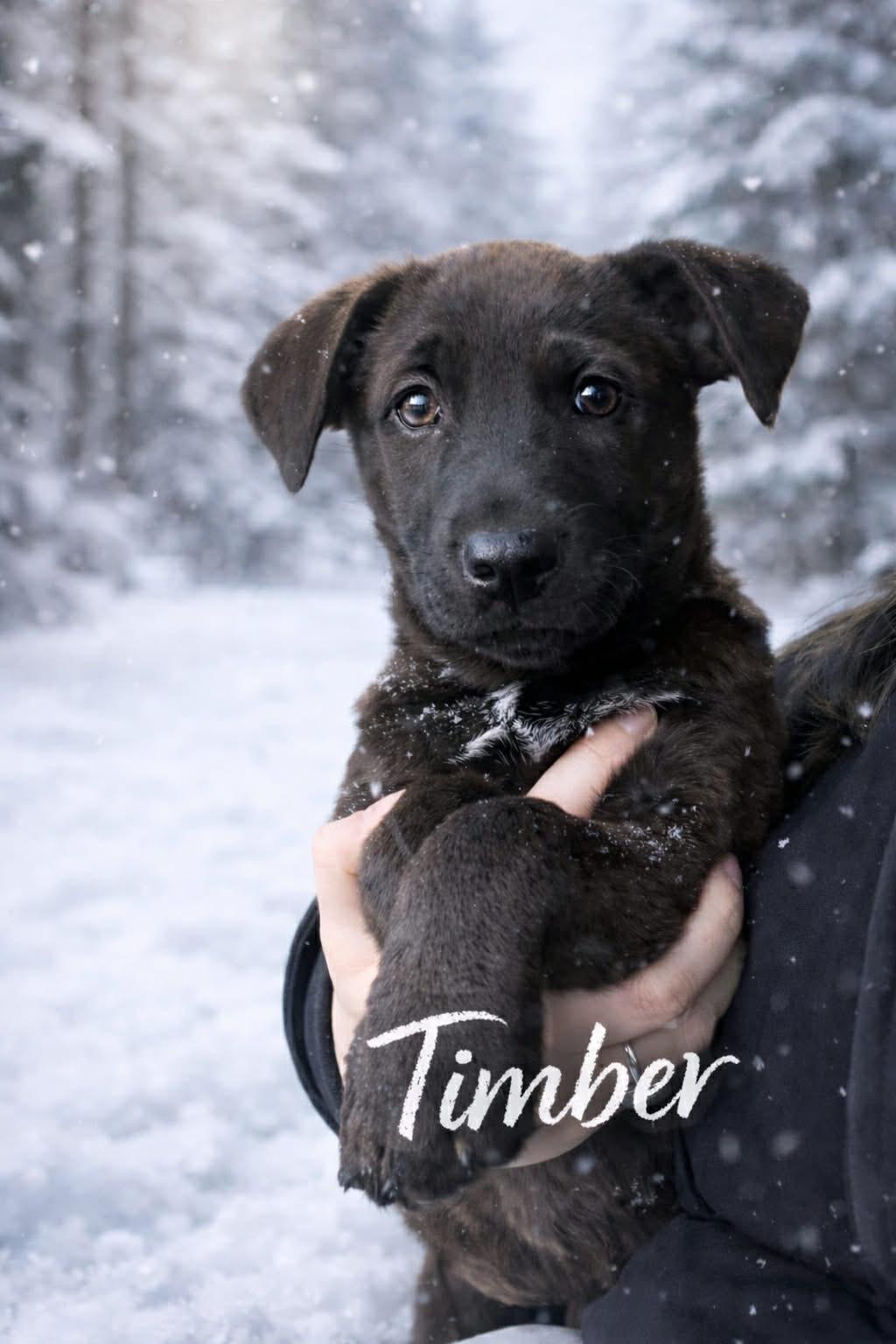 Timber (20260203-07) — thumbnail 4