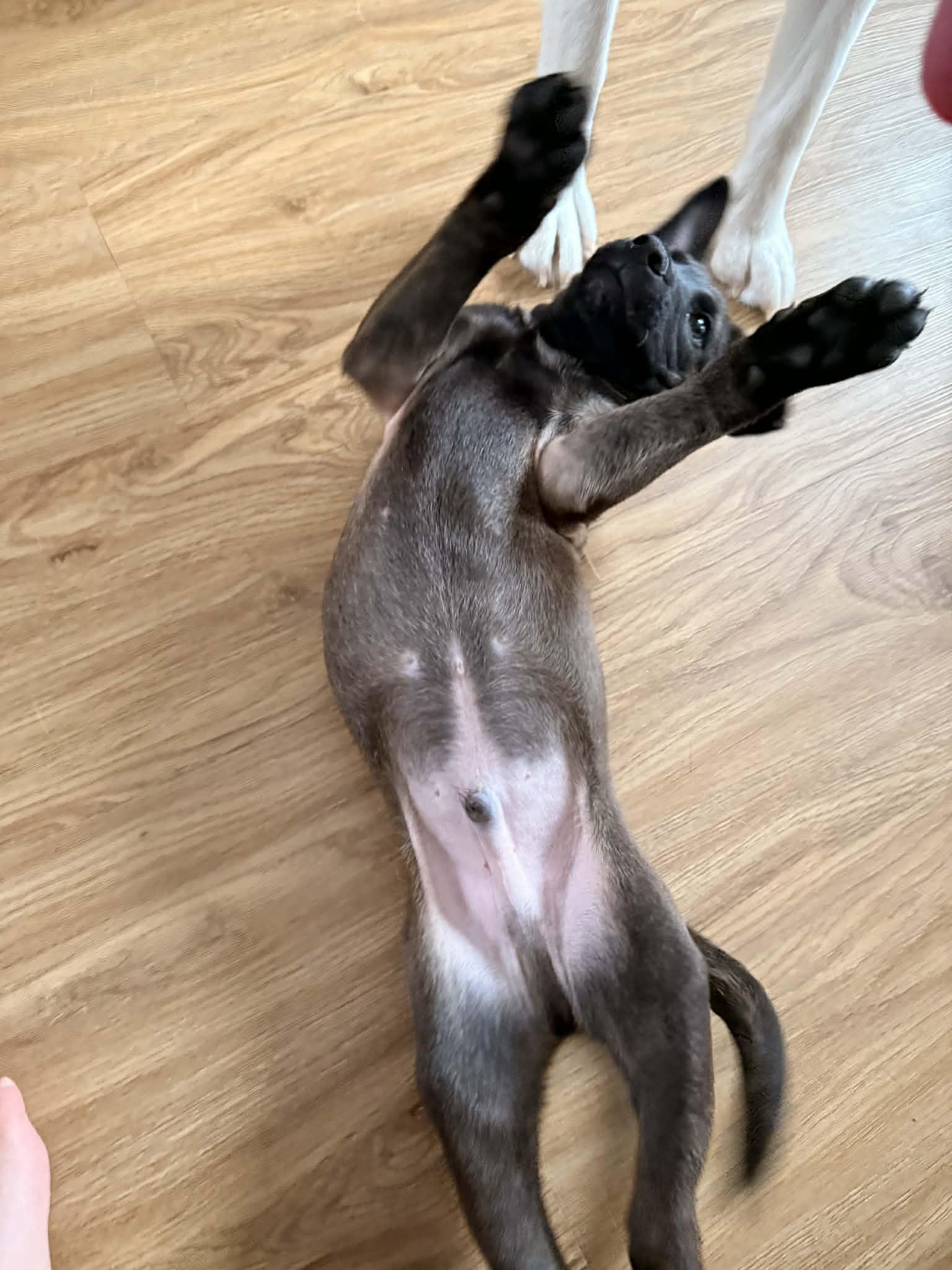 Timber (20260203-07) — thumbnail 5