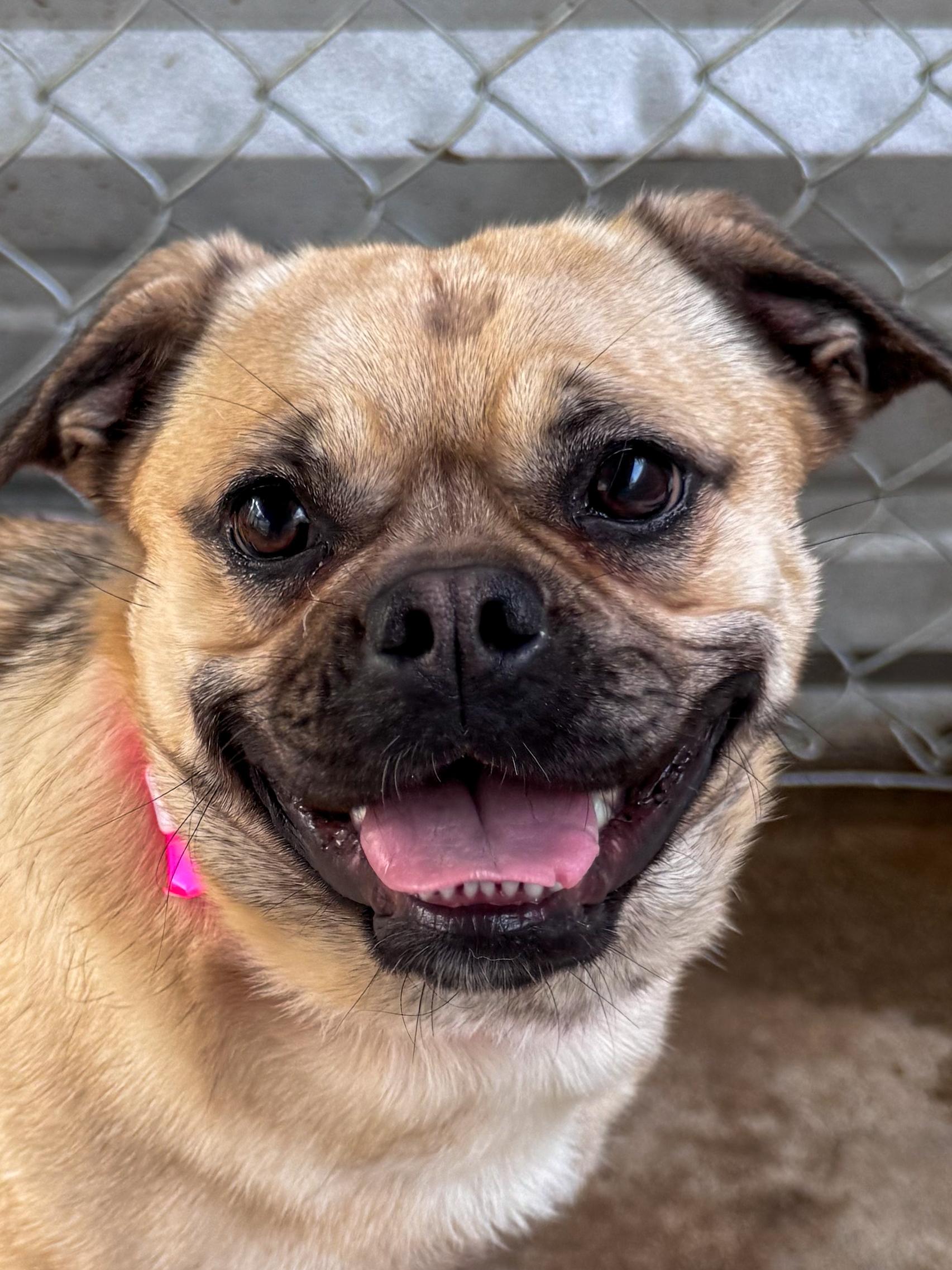 Enlarge FLOWER , a Adoptable mixed breed in Fresno, CA image 1/4