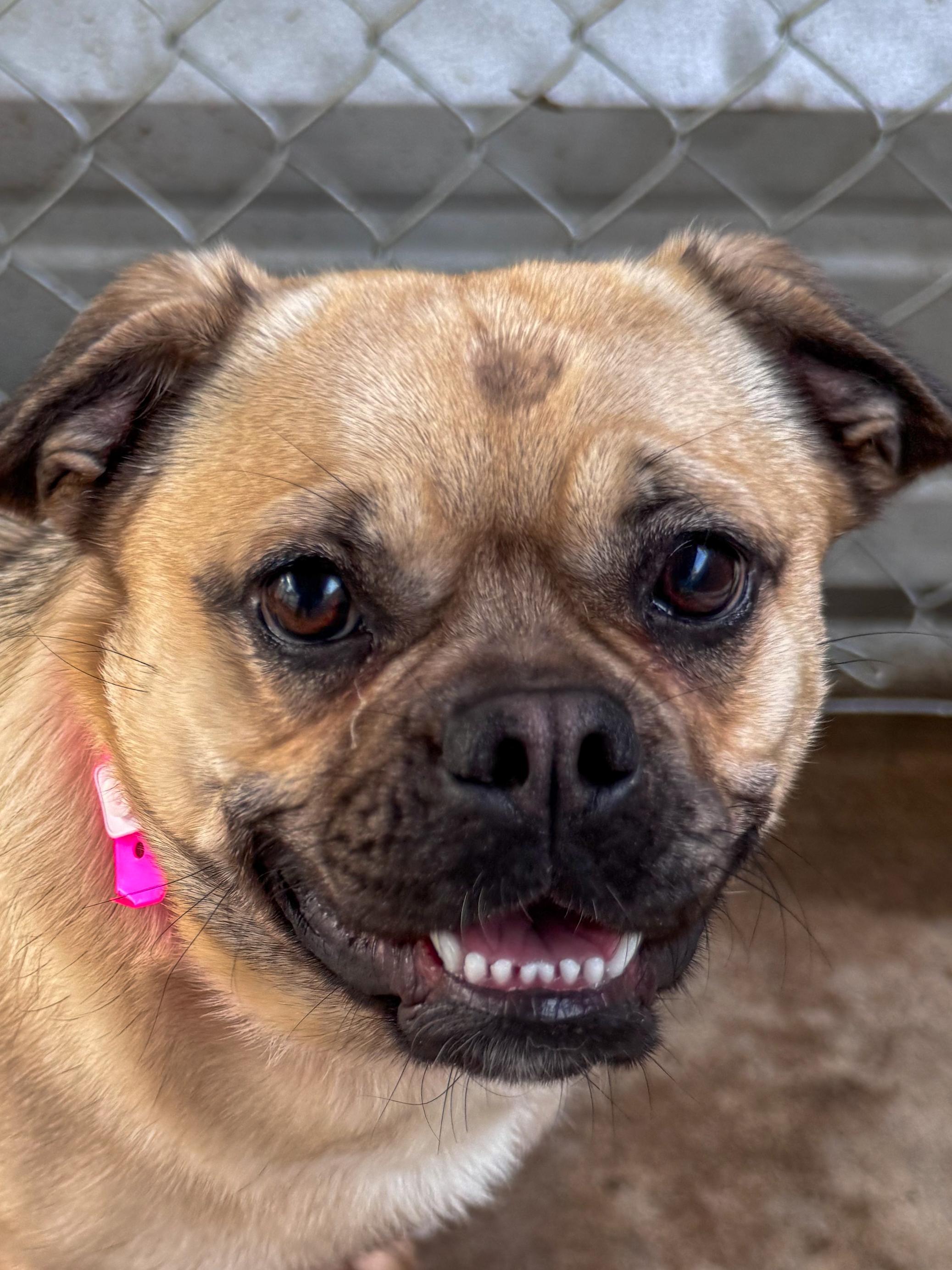 Enlarge FLOWER , a Adoptable mixed breed in Fresno, CA image 2/4