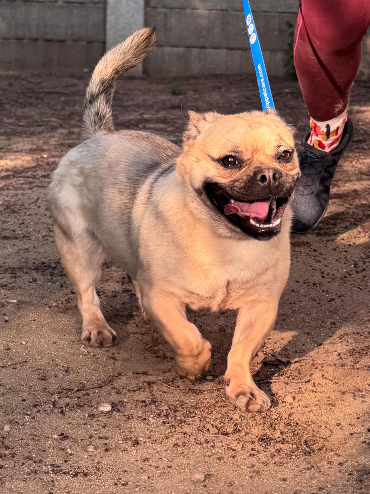 Enlarge FLOWER , a Adoptable mixed breed in Fresno, CA image 4/4