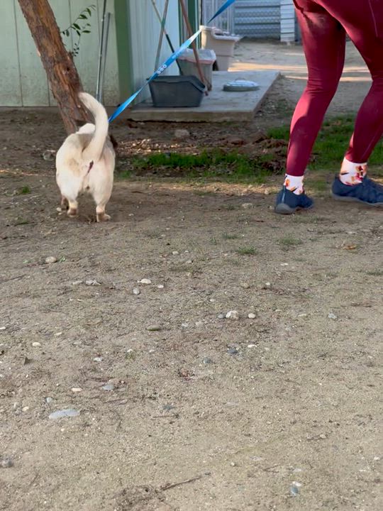 Enlarge FLOWER , a Adoptable mixed breed in Fresno, CA video 3/4