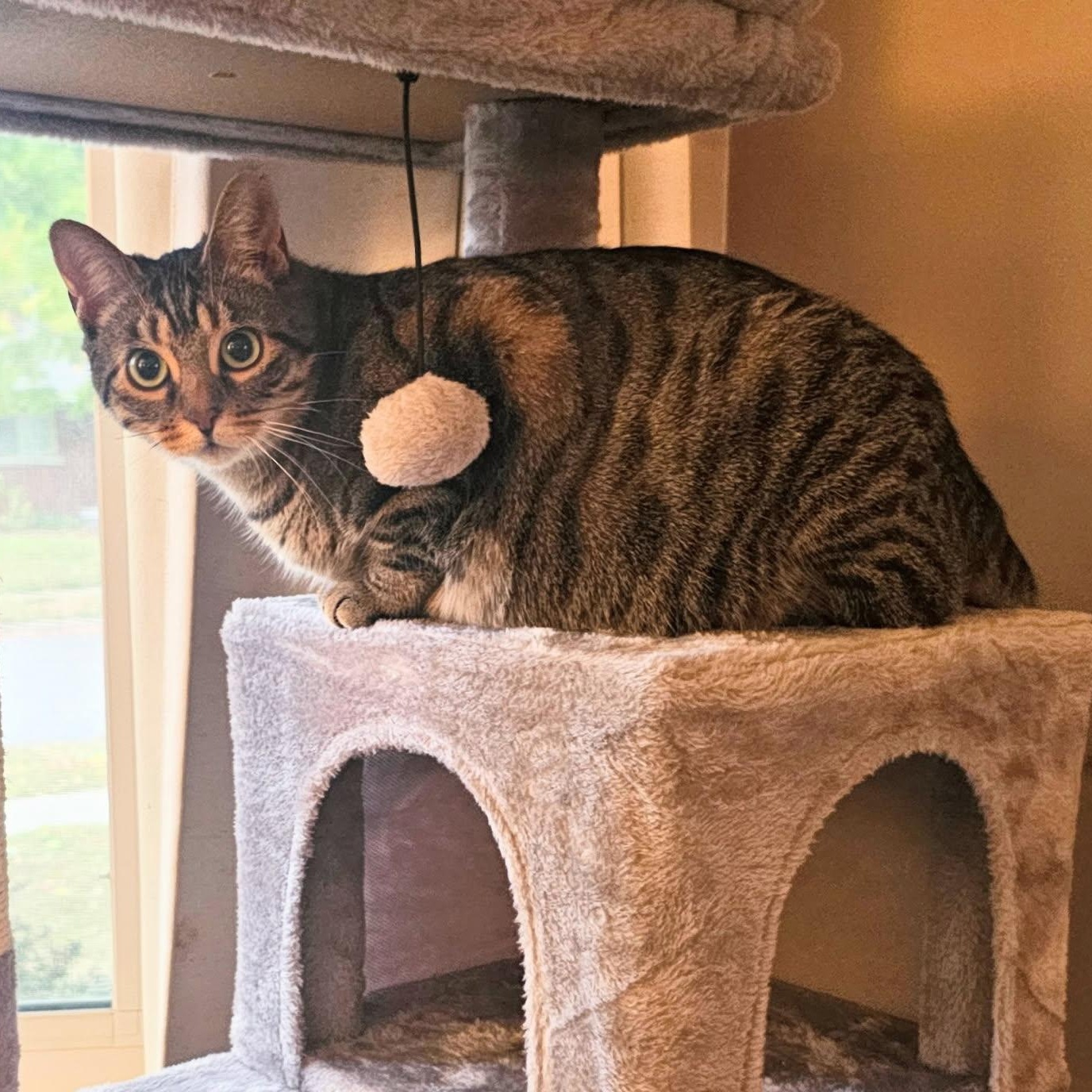 KIKO