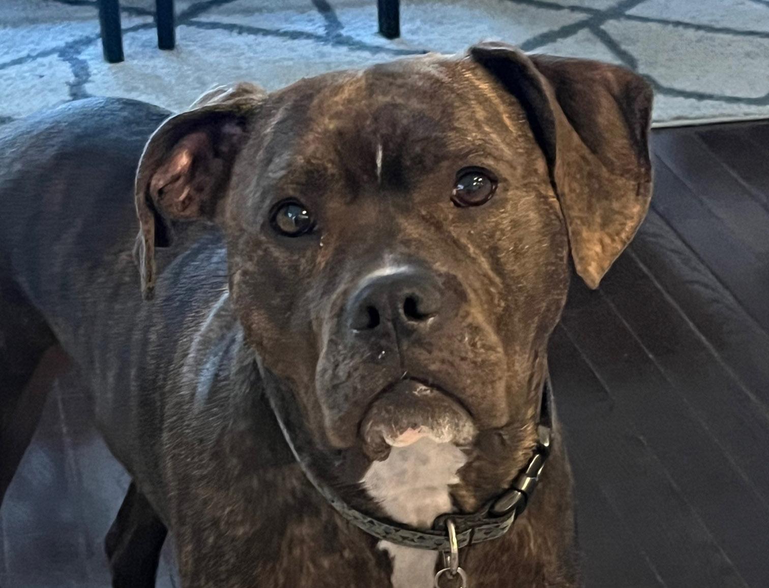 Rocky - Courtesy Post, a Adoptable Boxer in atlantic highlands, NJ image 1/3