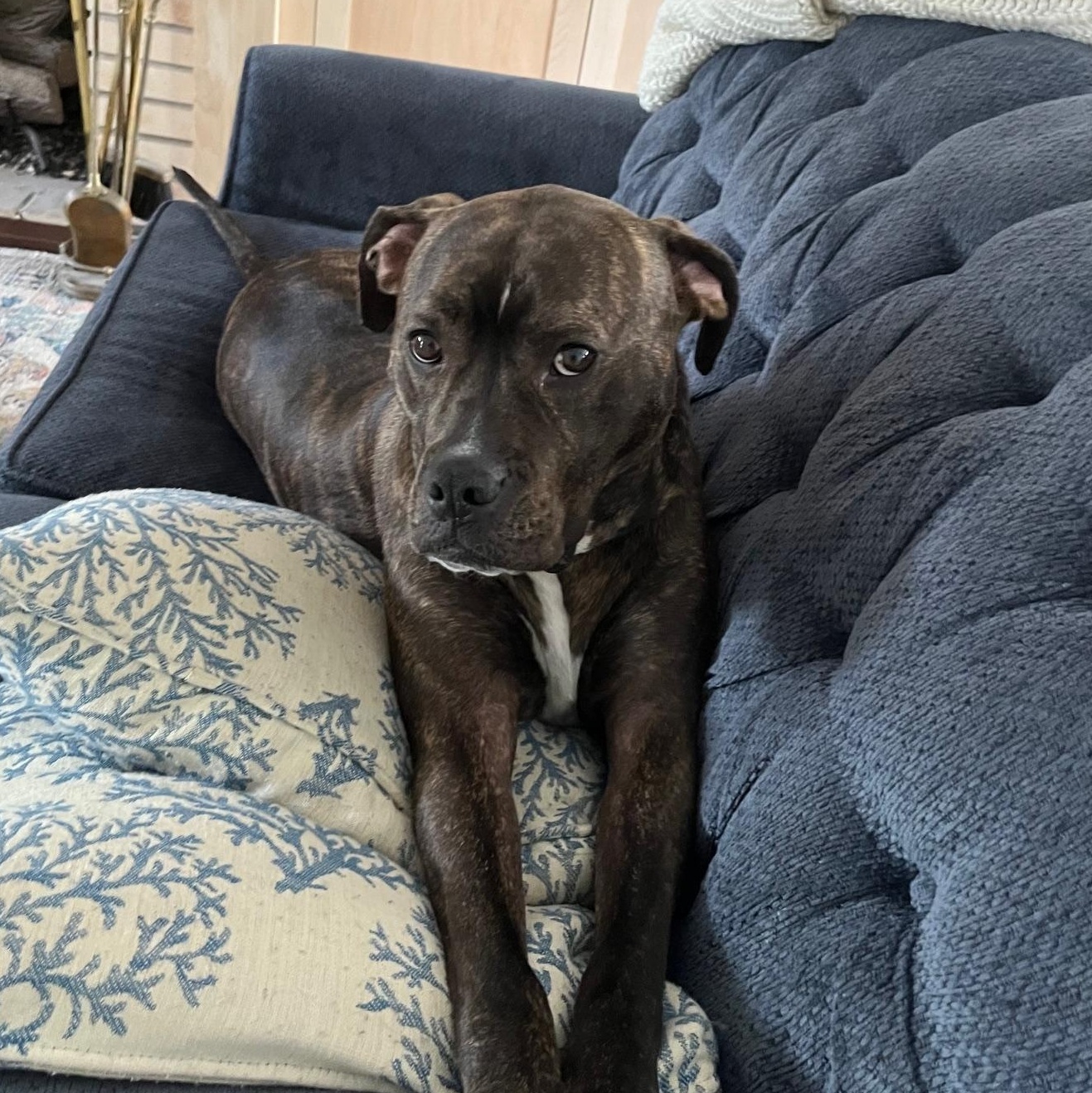 Rocky - Courtesy Post, a Adoptable Boxer in atlantic highlands, NJ image 2/3