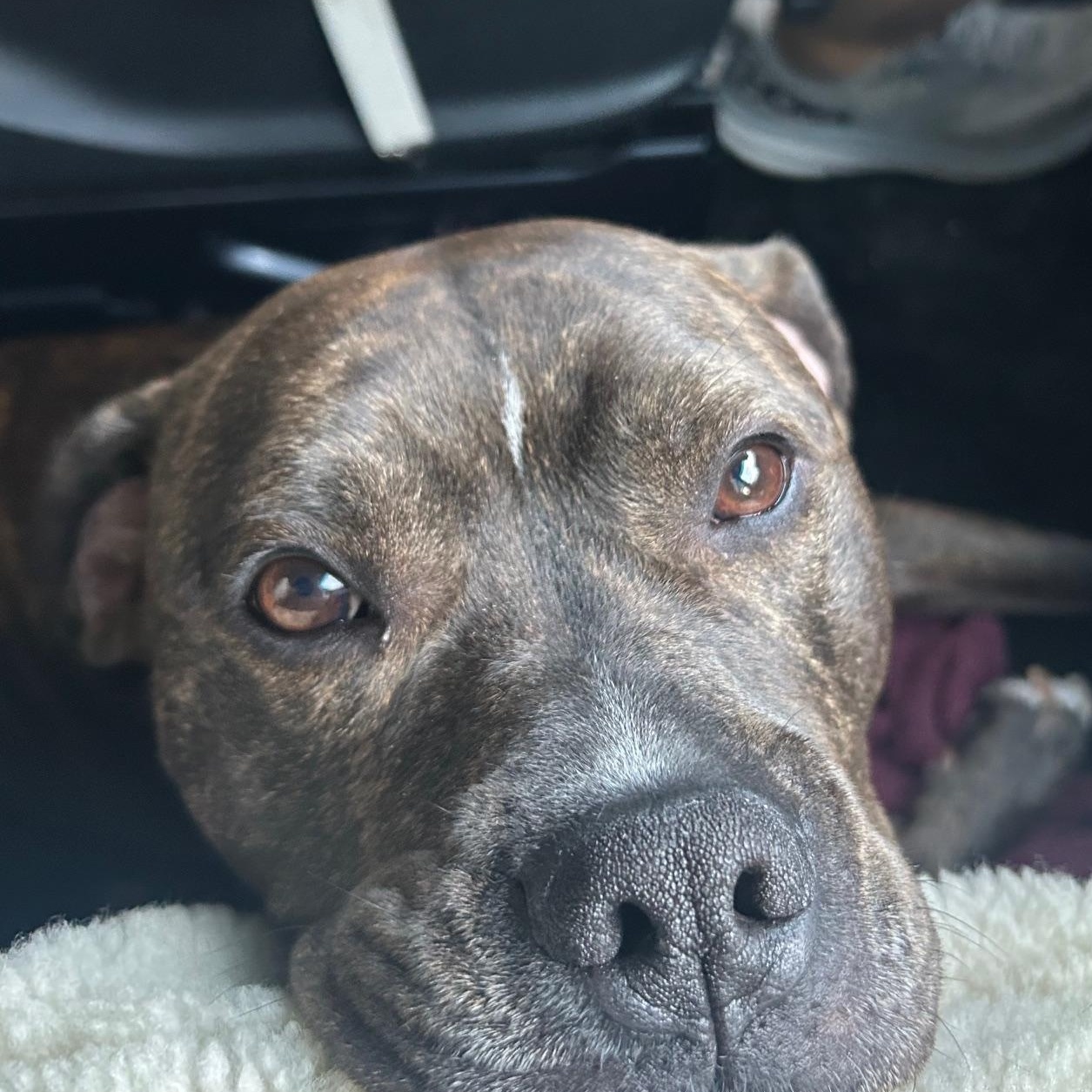 Rocky - Courtesy Post, a Adoptable Boxer in atlantic highlands, NJ image 3/3