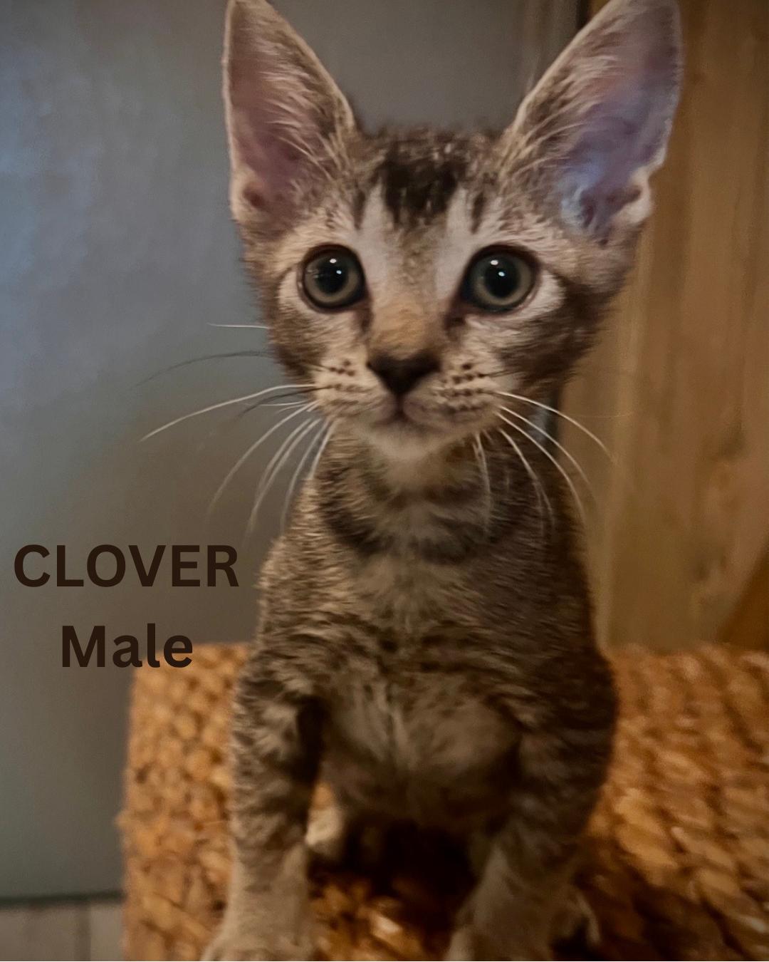 CLOVER, adopted, Kitten Male Domestic Short Hair.