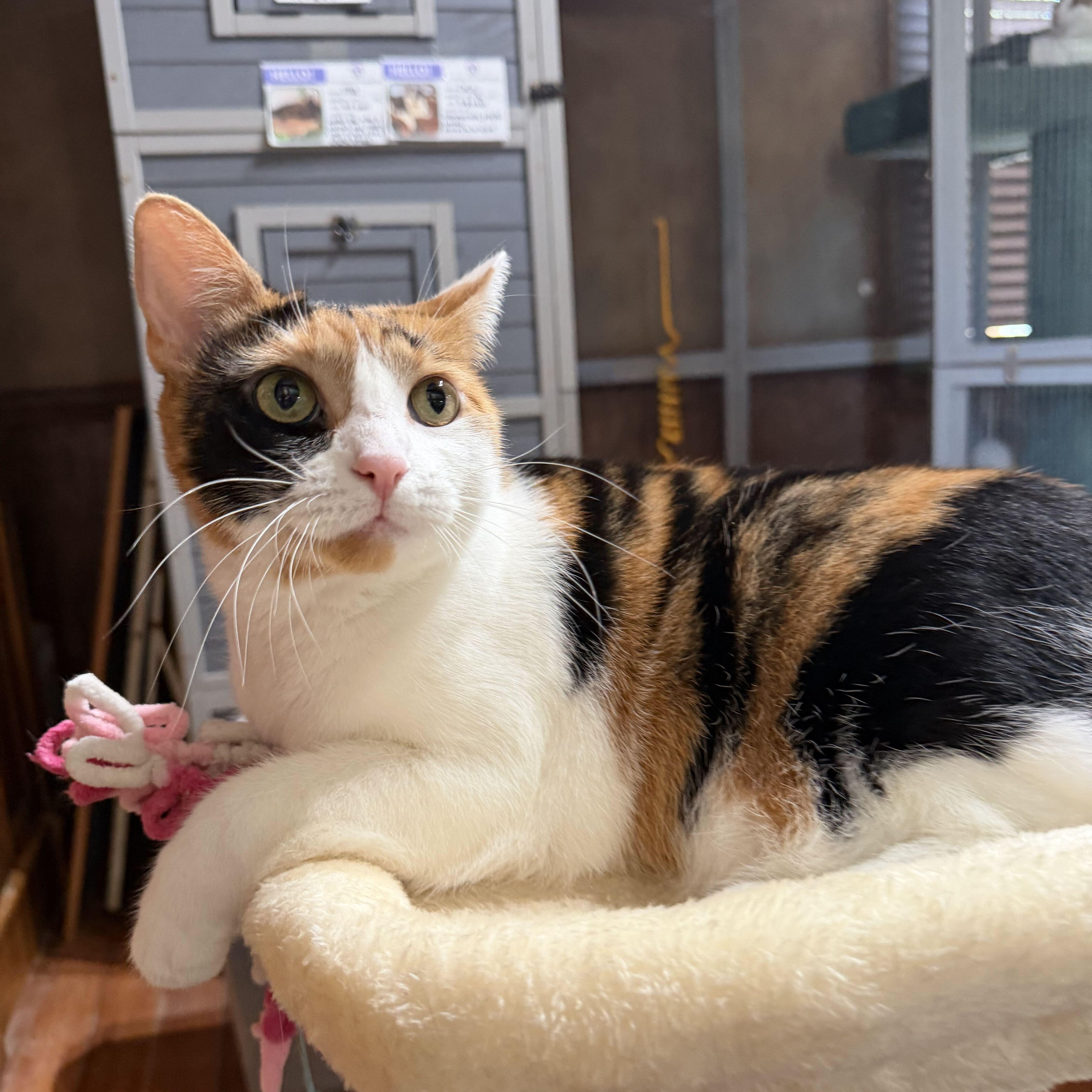Enlarge Josie, a ADOPTABLE Domestic Short Hair in East Brunswick, NJ image 6/6