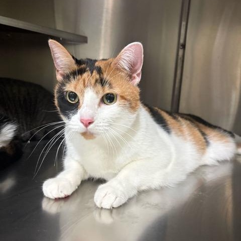 Enlarge Josie, a ADOPTABLE Domestic Short Hair in East Brunswick, NJ image 2/6