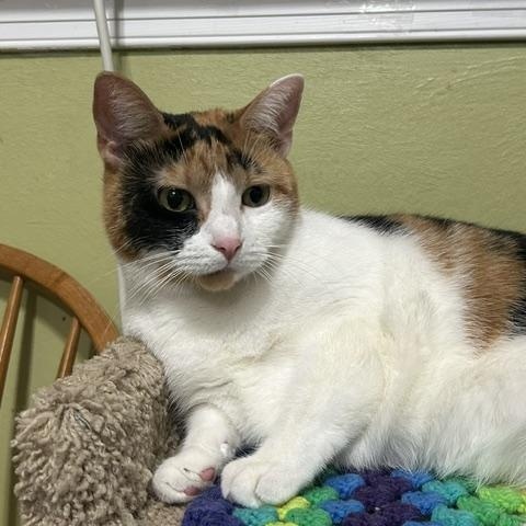 Enlarge Josie, a ADOPTABLE Domestic Short Hair in East Brunswick, NJ image 3/6