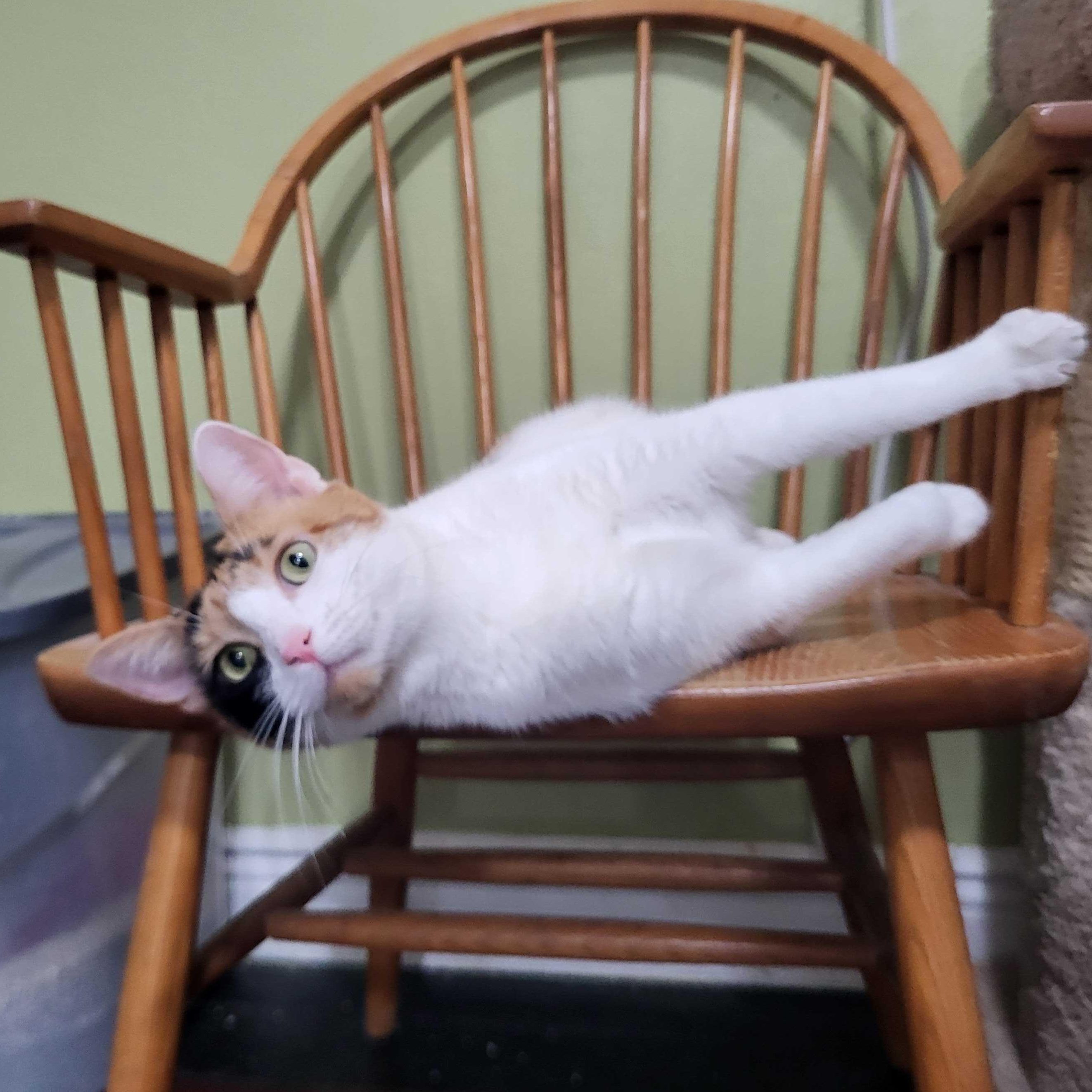 Enlarge Josie, a ADOPTABLE Domestic Short Hair in East Brunswick, NJ image 5/6