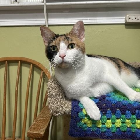 Enlarge Josie, a ADOPTABLE Domestic Short Hair in East Brunswick, NJ image 4/6