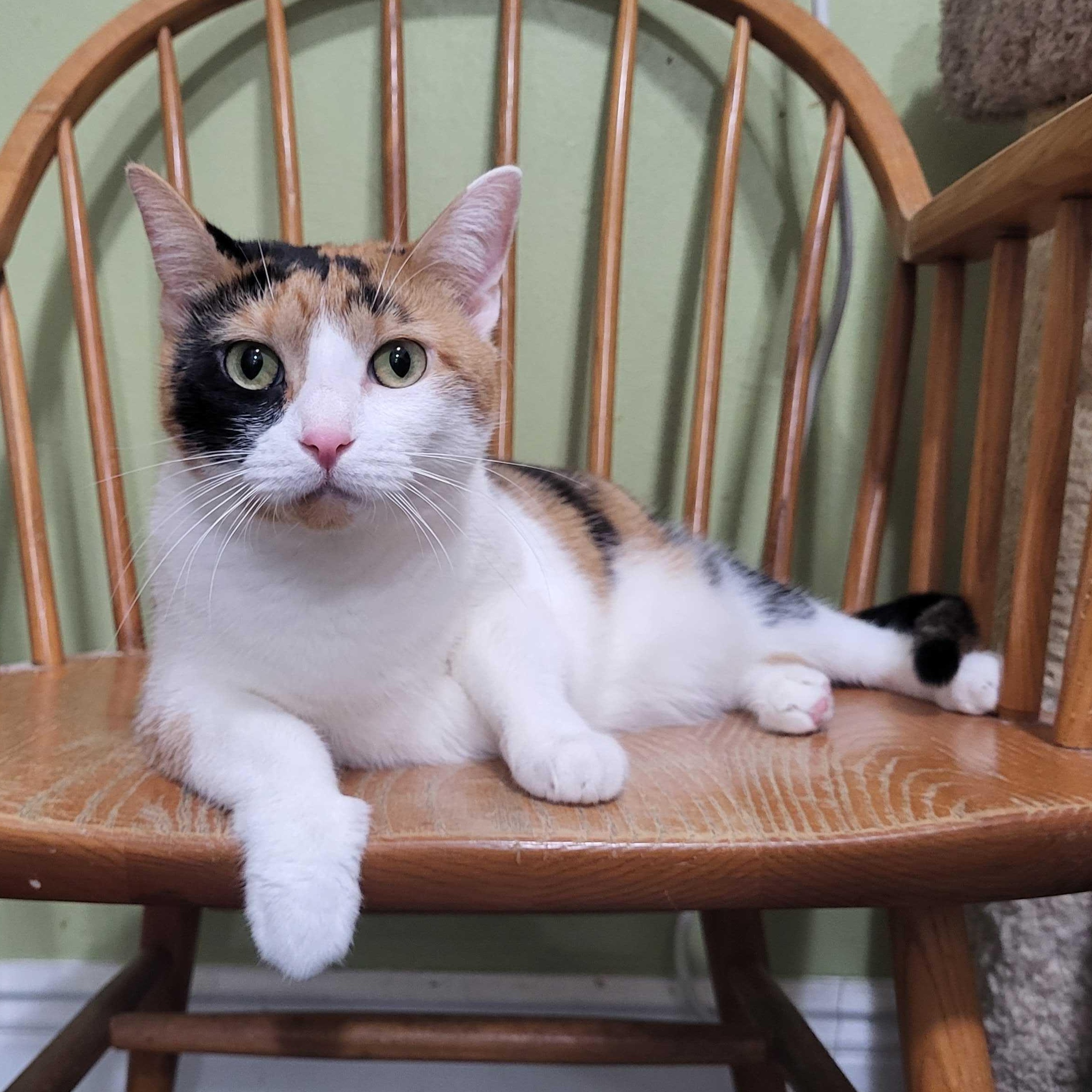 Josie, ADOPTABLE, Adult Female Domestic Short Hair.