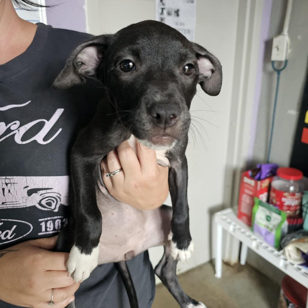 TNGC-Stray-1239, Adoptable, Puppy Female Mixed Breed.