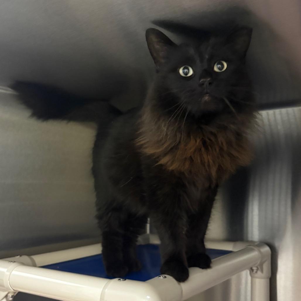 Serendipity — thumbnail 2