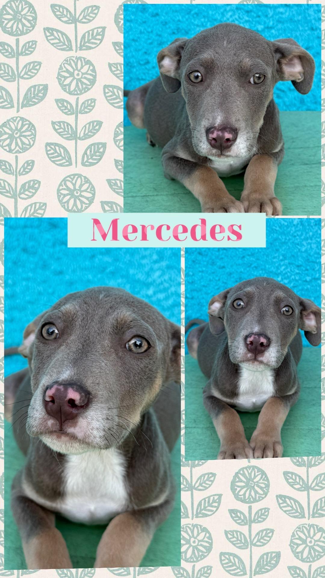 Enlarge Mercedes, a ADOPTABLE mixed breed in Ringwood, NJ image 1/1