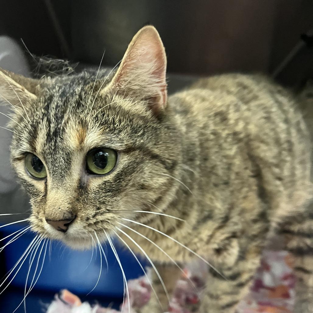 La lou, Adoptable, Adult Female Domestic Short Hair.