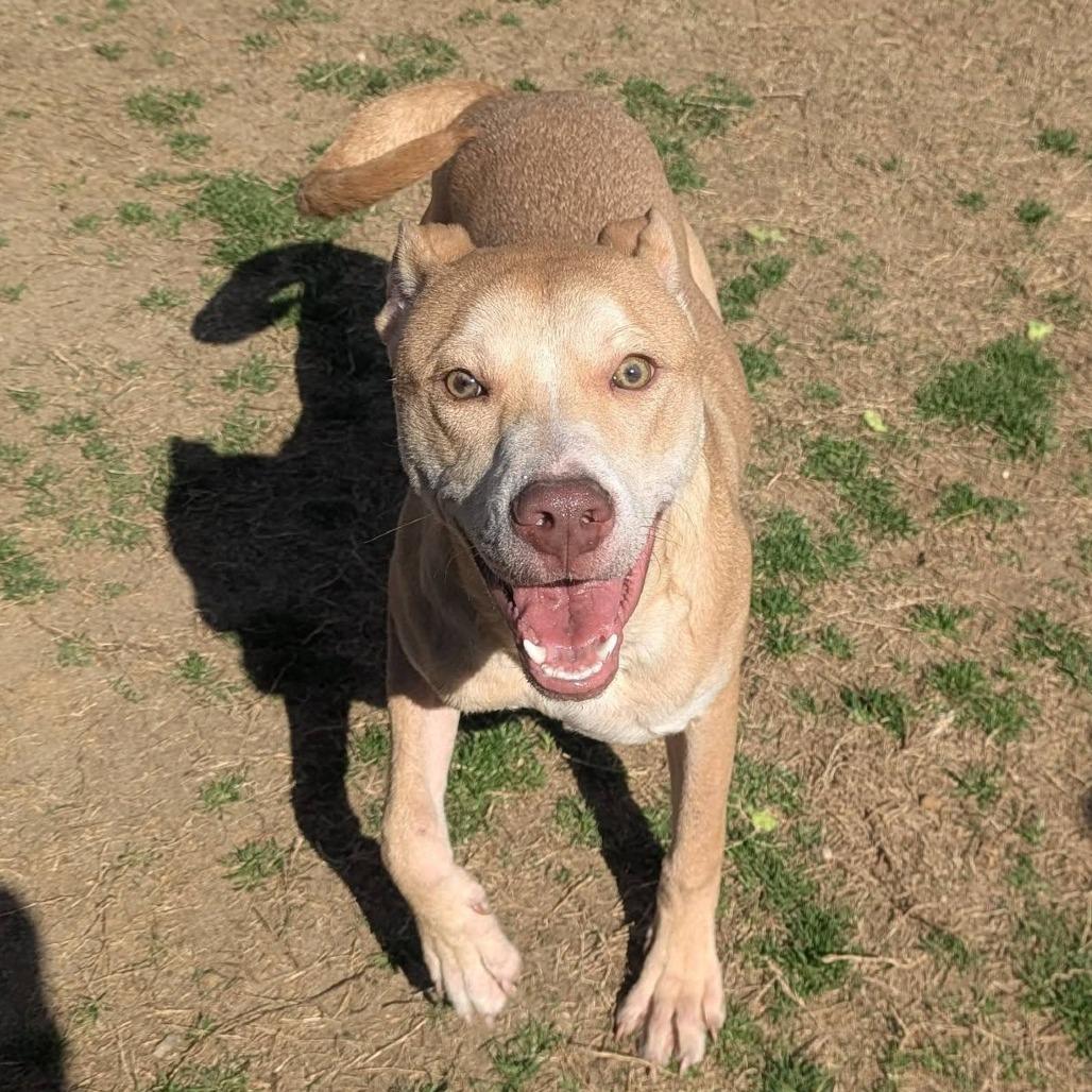 LUKA Available NOW - ADOPTION or RESCUE!, a Adoptable Mixed Breed in Nashville, NC image 1/3