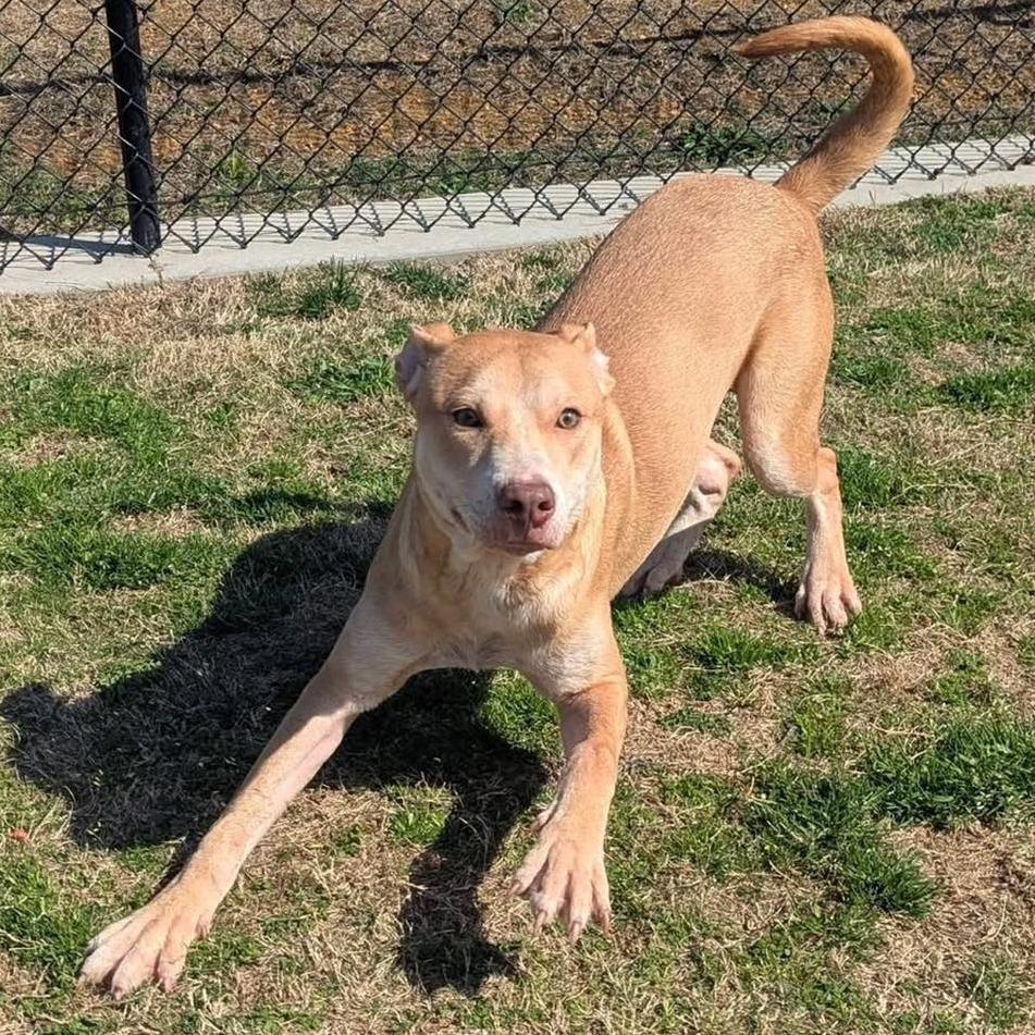 LUKA Available NOW - ADOPTION or RESCUE!, a Adoptable Mixed Breed in Nashville, NC image 2/3